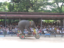 Elefantenshow