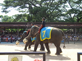 Elefantenfußball
